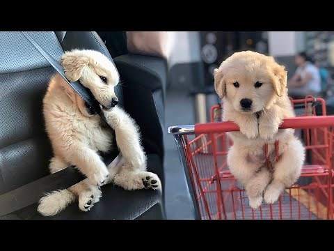 Funny and Cute golden retriever Puppies Compilation #1- Cutest Golden Puppy 2020