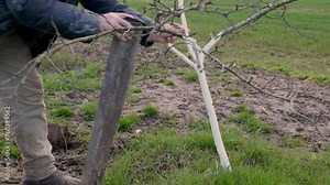 Straighten a crooked fruit tree. Garden care. Gardening.