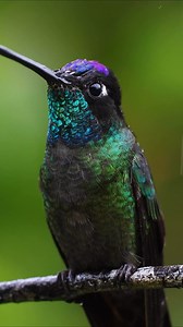 A hummingbird in the cloud forest of Costa Rica | Harry Collins Photography