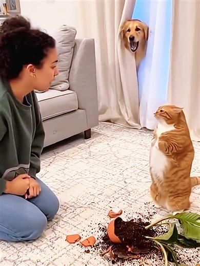 Funny Cats vs Dogs Compilation