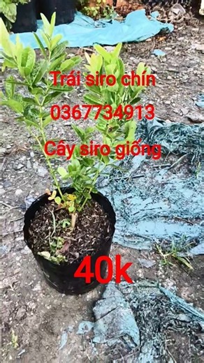 ac yêu thích LH kim Quyên #bonsai #caycanh #siro# #fruit #gadren