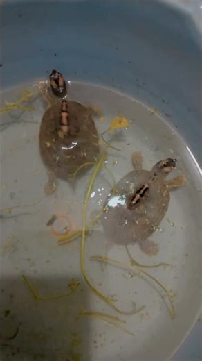 turtle dance#cuteturtles #turtlewatching #like#subscribe #viral #turtlefights #usethissound #shorts