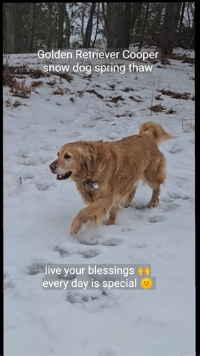 Live blessed 5 happy dog spring snow thaw Golden Retriever Cooper
