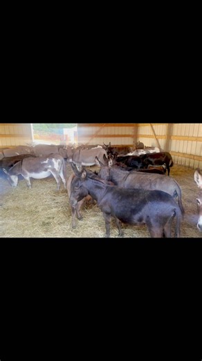 Donkey Kingdom Labor Day Blowout! 🎇🫏🎆 Adult & baby donkeys galore! 💖 Nationwide delivery. 🚚 #DonkeyKingdom #LaborDay #miniaturedonkey #donkeylove | Donkey Kingdom