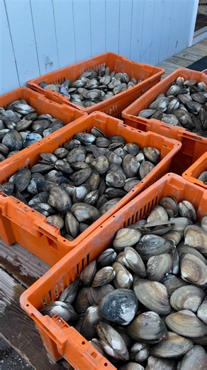 Bushels upon bushels of FRESH Shell Clams for the weekend! We got you covered! 😉•#grumpystackle #seasideparknj #ibsp #islandbeachstatepark #jerseyshore #surfcasting #fishing #surffishing #onestopshop #shopsmall #shoplocal #smallbusiness #fishingtackle #njfishing #tackleshop #baitandtackle #saltwaterfishing #stripedbass #grumpystackledotcom #onlineshopping #throwthesnot | Grumpys Tackle