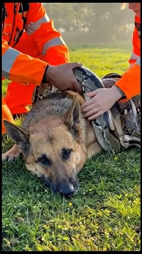 Rescue team saves a German Shepherd from a python safely #dog #dogrescue #python #animalrescue