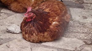 Hen, Farm, Animal. Free Stock Video