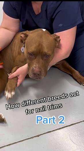 So many strong personalities ❤️ #veterinarian #vetmed #vettechlife #vet #nurse #dogsoftiktok #dogs #fyp