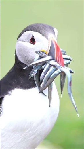 Puffins are cooler than you think. #animalfacts facts #puffin #shorts