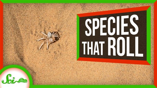 Reinventing the wheel: 5 species that roll