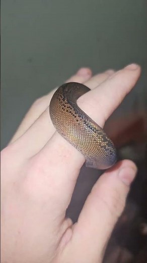 reticulated python (Malayopython reticulatus) gc orange ghost stripe x gc phantom