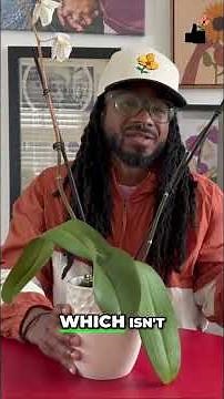 How to Check If Your Orchid Is Healthy