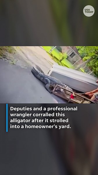 Grumpy alligator wrangled after loitering on front lawn