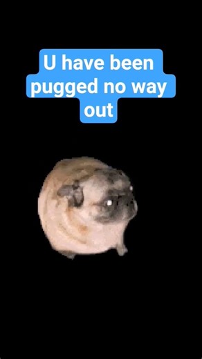 pug loop ➿➿➿➿➿➿➿