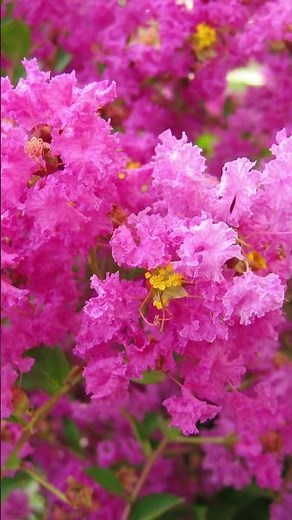 Indian Lilac, Cultivation, Pruning and Care 😃