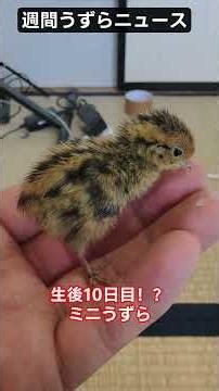 週間うずらニュース。生後10日目でこの小ささ。生後1日目産まれました。#鶉#ウズラ#品種改良#山梨県#甲府市