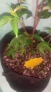 Day 2 : morning spray of colloidal silver to make feminized seeds. #growstories #garden #plants #wow