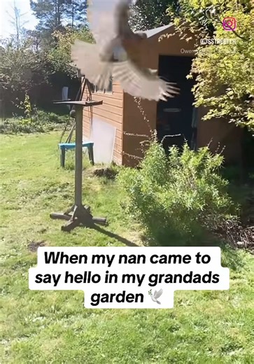 I guess there will be two robins there now 🥲🕊️ #onthisday #nana #grandad