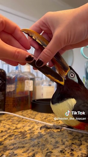 Fascinating Facts About Toucan Tongues: Regeneration, Design & Comparison