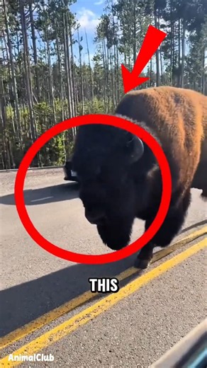 This 2,000-Pound American Beast Can Outrun You 😳🦬 #animals #facts #bison