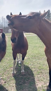 Just horsing around (Via @amkandbtr) | Slap Dicks Cattle Co.