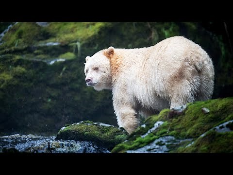 Ghost Bears: The Isolated Predators Of Canada's Great Bear Rain Forest | Wildlife Documentary