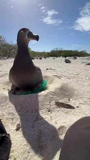 Albatross Rescue: Kure Atoll Conservancy Removes Entangling Fishing Net