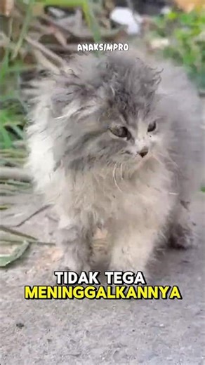Kucing cemong ini sangat beruntung 😭🥹