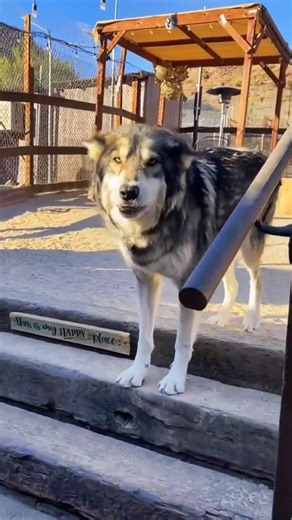 A traditional Loki greeting 🐺 #wolf #wolfpack #wolfdog #wolfman #wolfcreek #virals #reelsfb #reelsviralシ #dog #animalsofinstagram | Wolf Lover