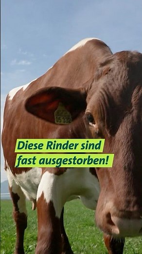 Pinzgauer #unserland #kühe #landwirtschaft #shorts