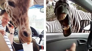 12 Animals That Are Hungrier Than You via America's Funniest Home Videos | BuzzFeed Video