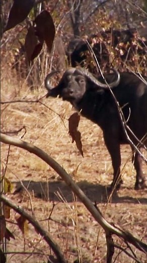 The Moment of Truth with the .416 Ruger