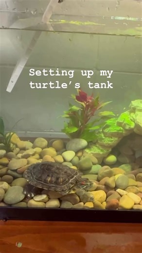 Final set up of Turtwig’s tank! #shell #turtle #aquatic #nature #wild