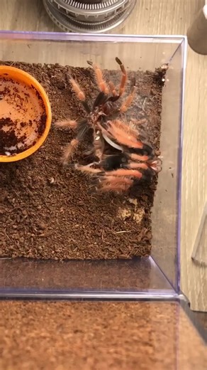 Fascinating Tarantula Molting Timelapse
