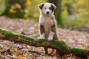 Australian Shepherd Welpen