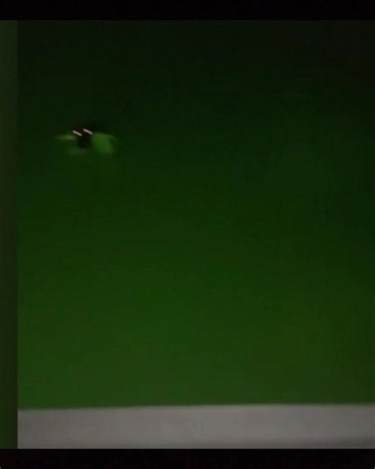 #crocodile #insideanemptyroom | crocodile