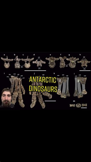 Uncovering Antarctic Dinosaurs: Fossils Beneath the Ice