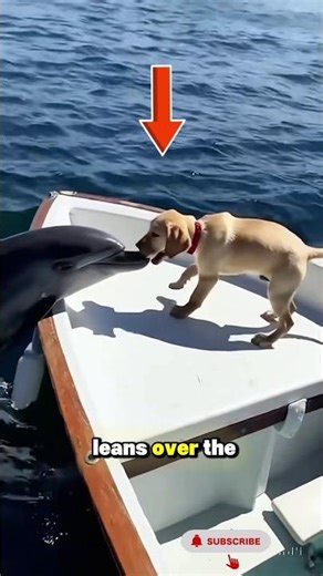 Friendly Dolphin Curiously Approaches a Dog by the Boat #short #seaanimal #dolphin #dog