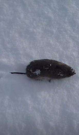Ratatouille Memes: Polish Ratatui and Memes with Russian Touch