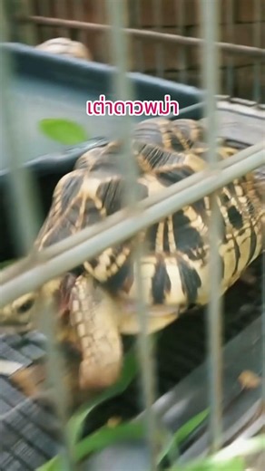 Burmese Star Tortoise, the Rare Star-Patterned Tortoise #shorts