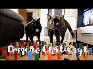 Norma & Rosie - Cat Domino Obstacle Course Challenge