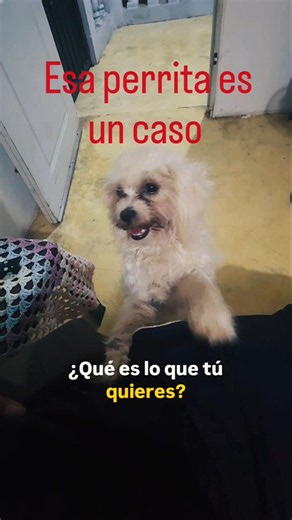 Cloy la perrita dime que es lo que tu quieres jajajjaj