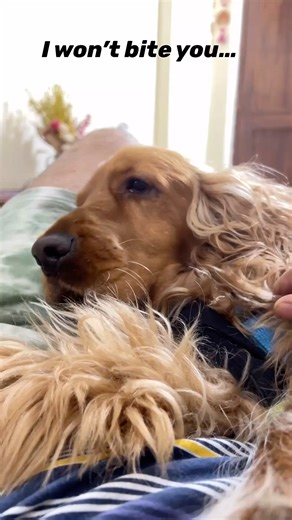 😈 I won’t bite… probably #oakley #spaniel