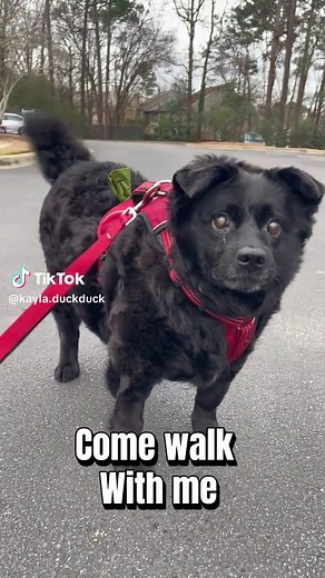 Exploring DuckDuckGo: The Privacy-Focused Search Engine