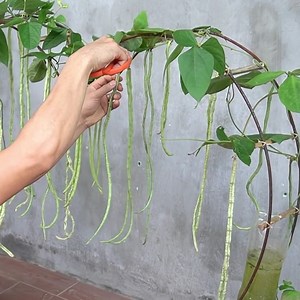 80K views · 1.9K reactions | Fill your garden with healthy vegetables like beans and spinach | Great DIY Idea | Facebook