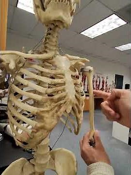 Humerus Bone and it's bone markings #anatomy