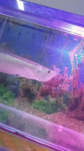 Fish tank #viral #trending #trending #fish #aquarium #fishtank #shortvideo #fishing #aquariumtank