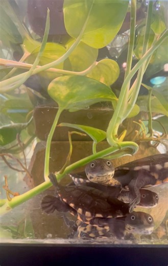 8.8K views · 885 reactions |  “I always feel like somebody’s watching me”  When you’re around our hatchling Roti Island Snake Neck Turtles (Chelodina mccordi), you can be sure that someone is definitely keeping an eye on you. These peculiar-looking turtles are incredibly curious and observant, not to mention quite clever! They quickly learn to associate our staff with food and become excited when they spot our keepers. | Turtle Conservancy | Facebook