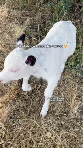 First crossbreed white and blue calf #calf #birth #france #livestock #agriculture