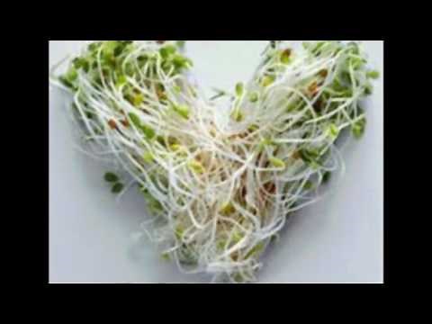 L'alimentation des perruches ondulée 💙